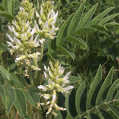 Licorice - American - Glycyrrhiza lepidota