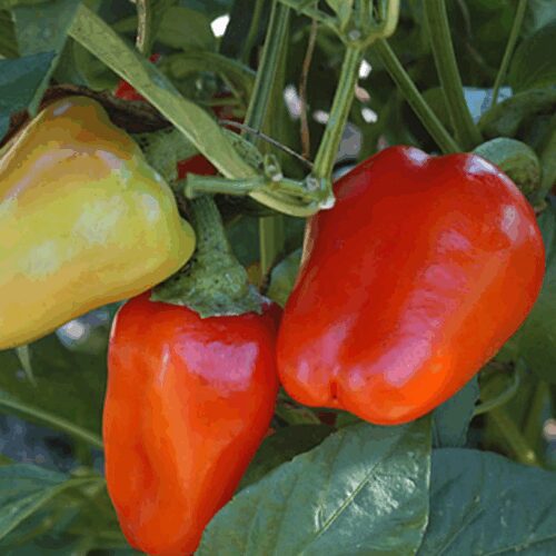 Lipstick - Sweet Pimento Pepper - Capsicum Annuum