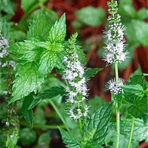 Mint - Peppermint - Mentha Piperita - True Mint