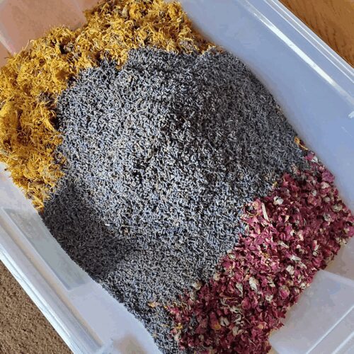 Spider & Mosquito Repellents - Seed Collection