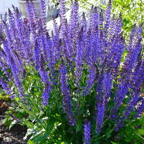 Sage - Meadow Clary - Salvia Pratensis Permacultural Aid