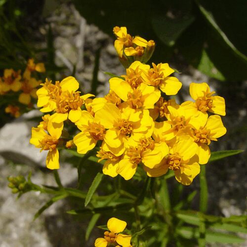 Mexican Mint Marigold - Tagetes Lucida