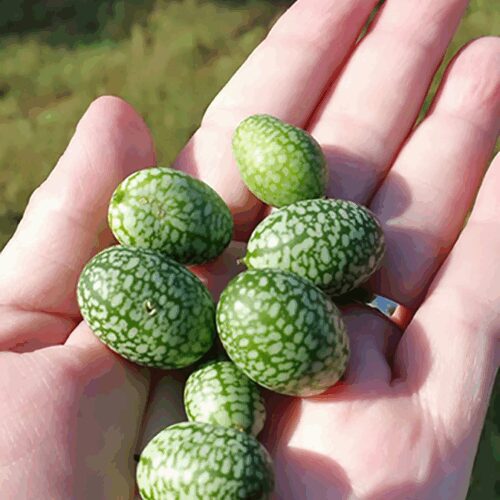 Mexican Sour Gherkin - Cucumber (Melothria Scabra)