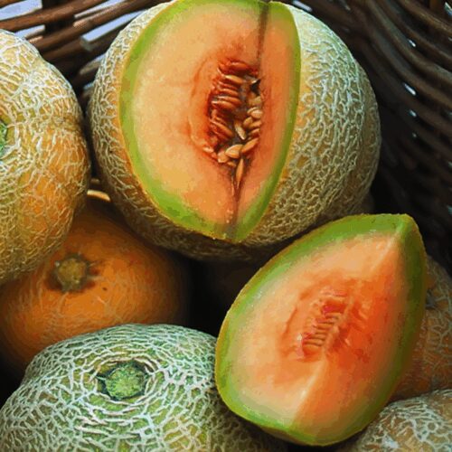 Minnesota Midget - Cantaloupe Melon