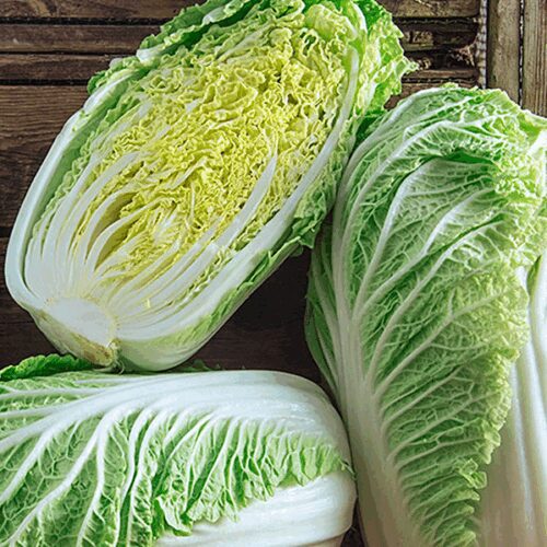 Minuet - Chinese / Napa Cabbage