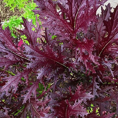 Miz America - Brassica juncea - Asian Mustard