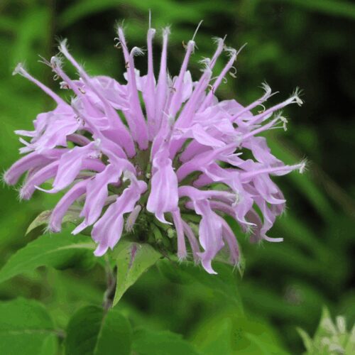 Monarda Fistulosa - Bergamont
