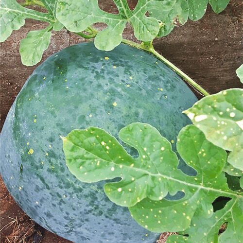 Moon and Stars - Watermelon