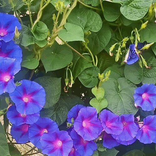 Morning Glory - Ipomoea Purpurea - Grandpa Ott