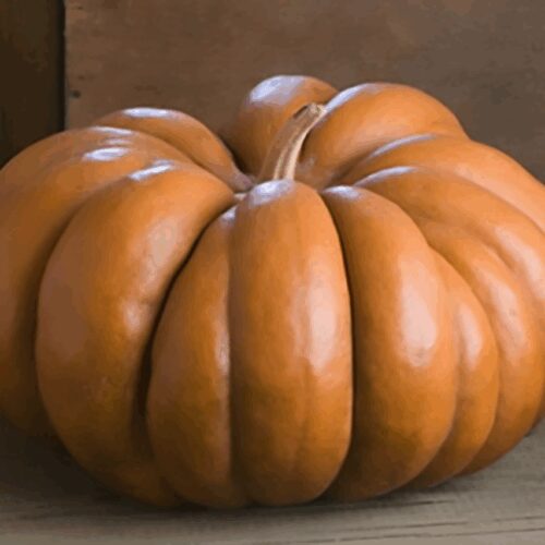 Musque de Provence - Pumpkin