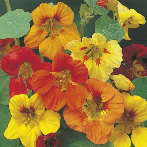 Nasturtium - Climbing / Trailing