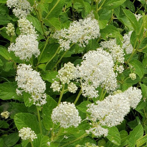 New Jersey Tea - Ceanothus Americanus