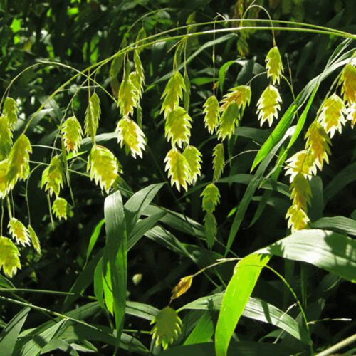 Northern Sea Oats - Chasmanthium latifolium