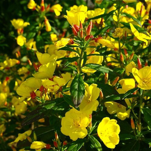 Ozark Sundrops - Oenothera Missouriensis - Dwarf