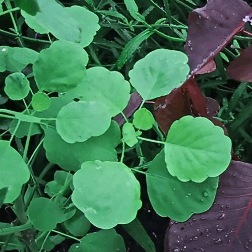 Papalo - Porophyllum Ruderale