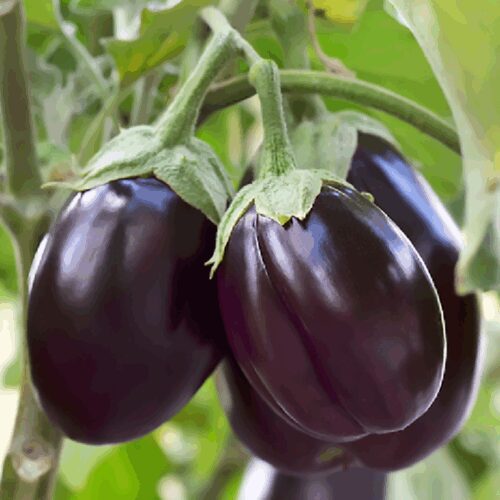 Patio Baby - Mini Eggplant