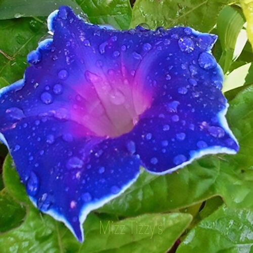 Morning Glory - Ipomoea Nil - Blue Picotee