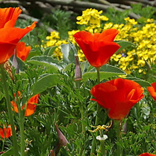 California Poppy - 'Red Chief'