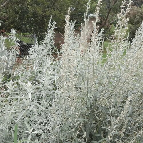 Prairie Sage - Artemisia Ludoviciana