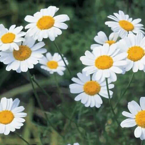 Pyrethrum - Tanacetum Cinerariifolium