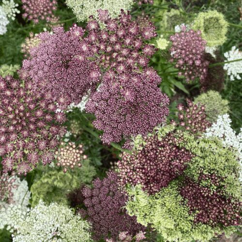 Queen Anne’s Lace - ‘Dara’ - Daucus Carota Var. Sativas