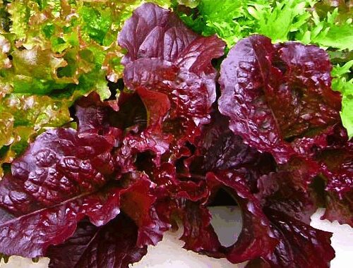 Red Salad Bowl - Oak Leaf - Lettuce
