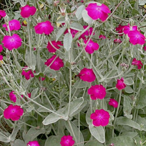 Rose Campion - Lychnis Coronaria