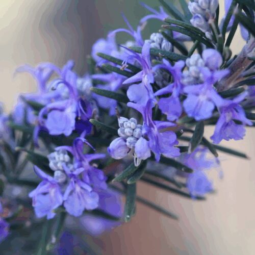 Rosemary - Rosmarinus Officinalis