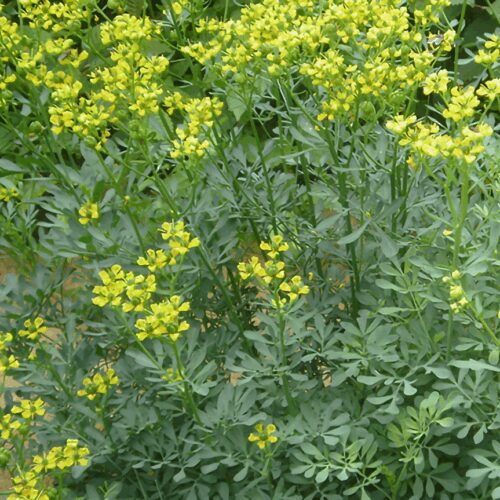 Rue - Ruta Graveolens