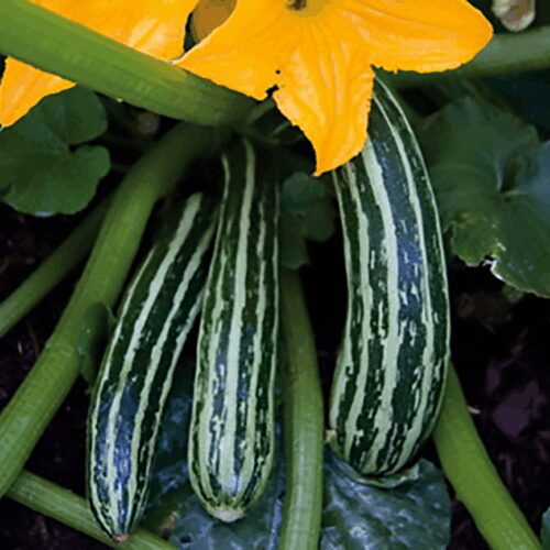 Cocozelle di Napoli - Summer Squash - Zucchini