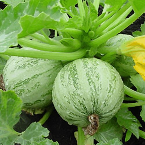 Ronde de Nice - Summer Squash - Zucchini