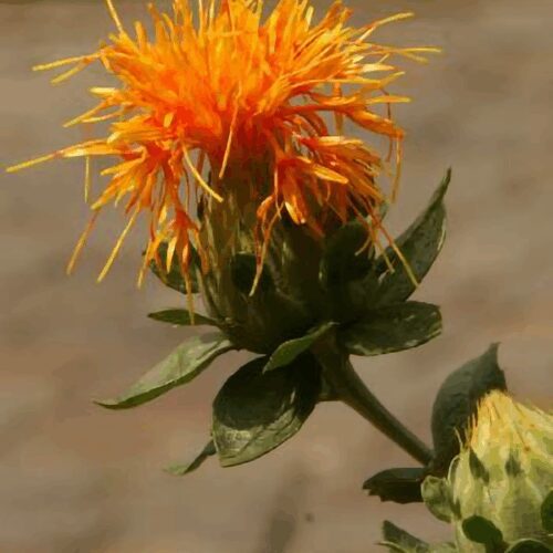Safflower Zanzibar - Carthamus Tinctorius