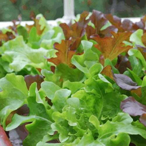 Salad in a Pot - Seed Collection