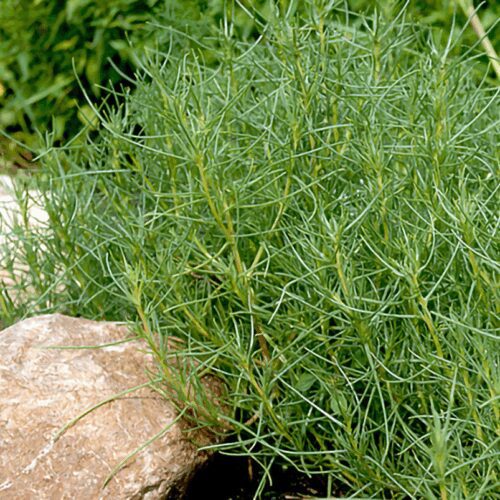 Saltwort - Salsola Komarovii