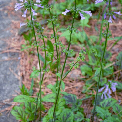Salvia Lyrata - Cancer Weed
