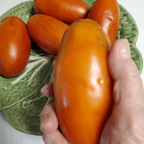 San Marzano - Romano - Paste Tomato