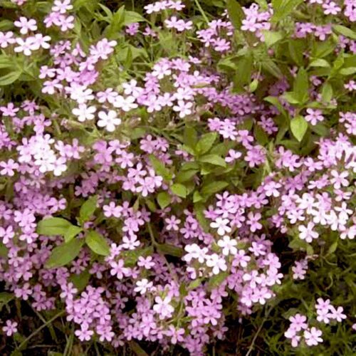 Saponaria Officinalis - Soapwort