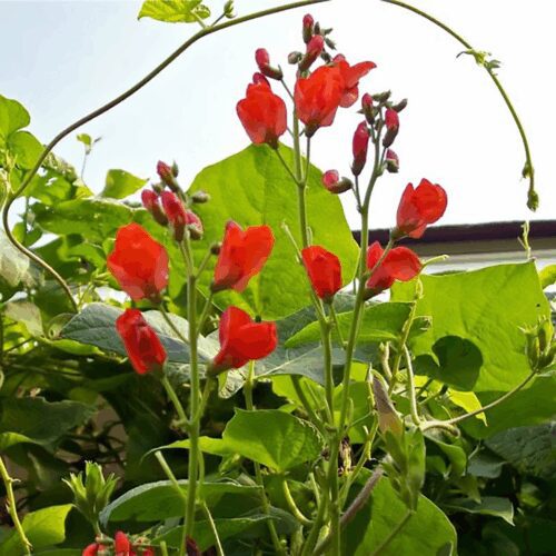 Scarlet Runner Bean - Phaseolus Coccineus - Pole Bean