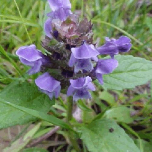 Self Heal - Prunella Vulgaris