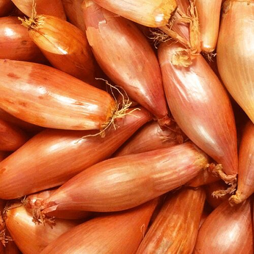 Italian Torpedo Shallots