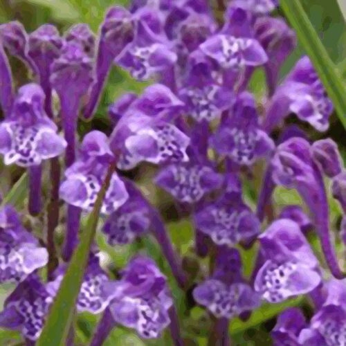Skullcap - Scutellaria Baicalensis