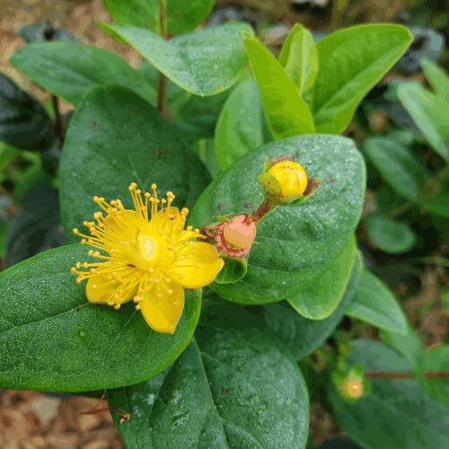 St. John’s Wort - Hypercium Perforatum
