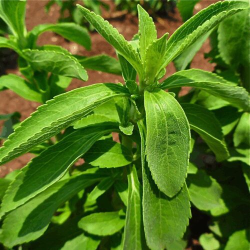 Stevia - Stevia Rebaudiana - Includes Recipe Pamphlet