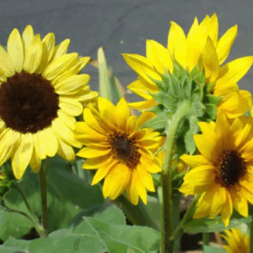 Black Oil Sunflower - Organic Shoot Seed