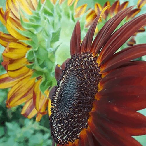 Burgundy & Gold - Helianthus Annuus