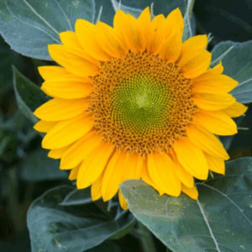 Sunrich Gold - Helianthus Annuus