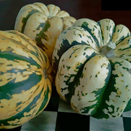 Sweet Dumpling - Winter Squash
