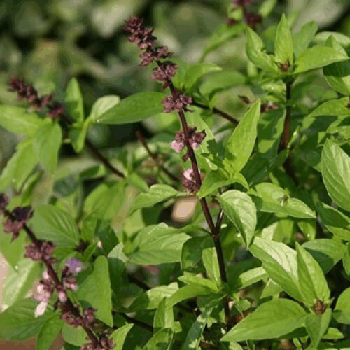 Natural Dye Making Herbs