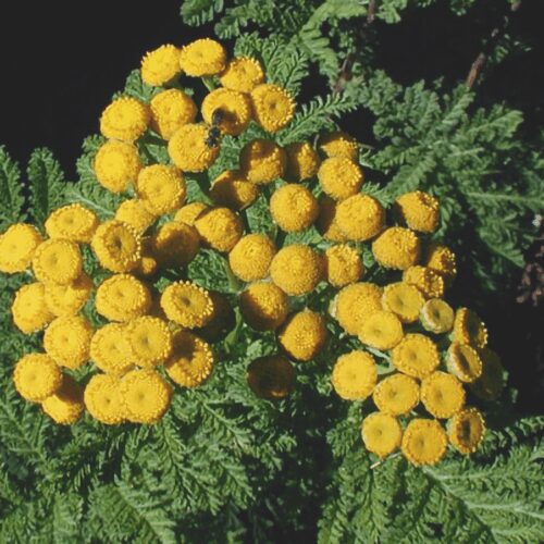 Tansy - Tanacetum Vulgare
