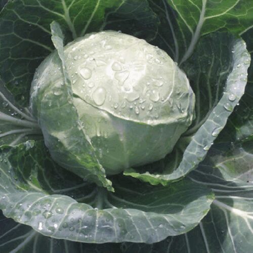 Tiara Cabbage - Brassica Oleracea Capitata
